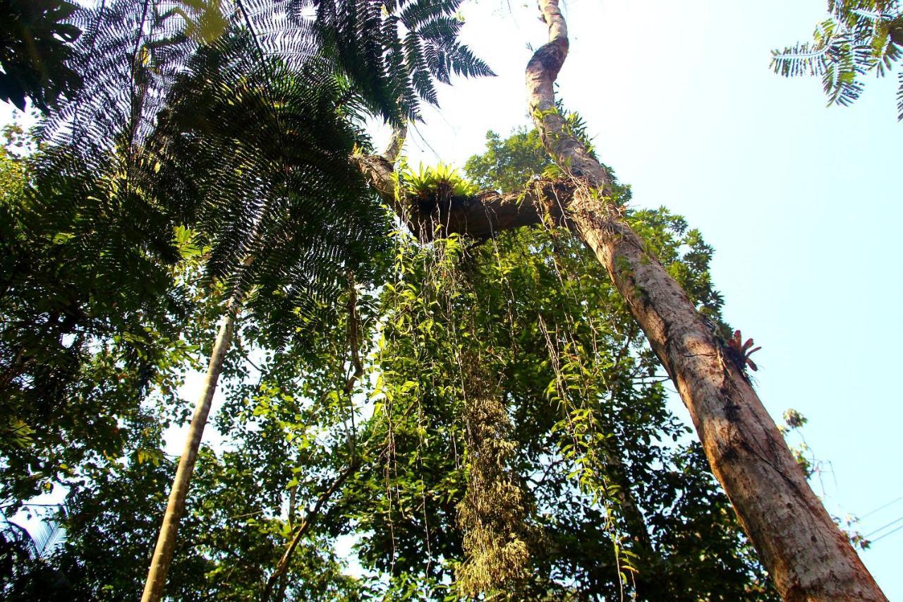 Sitio Das Bromelias Cachoeira Do Tombador Ubatuba Eksteriør bilde
