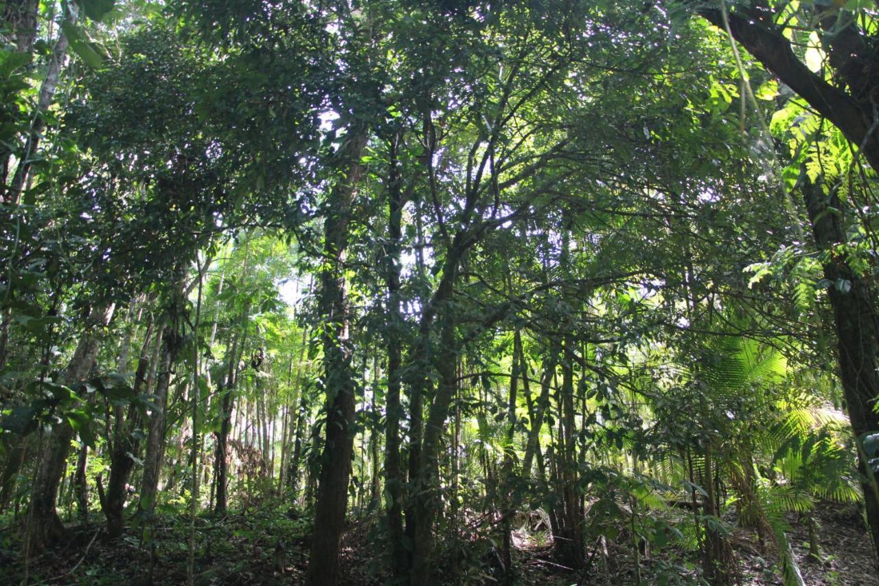 Sitio Das Bromelias Cachoeira Do Tombador Ubatuba Eksteriør bilde