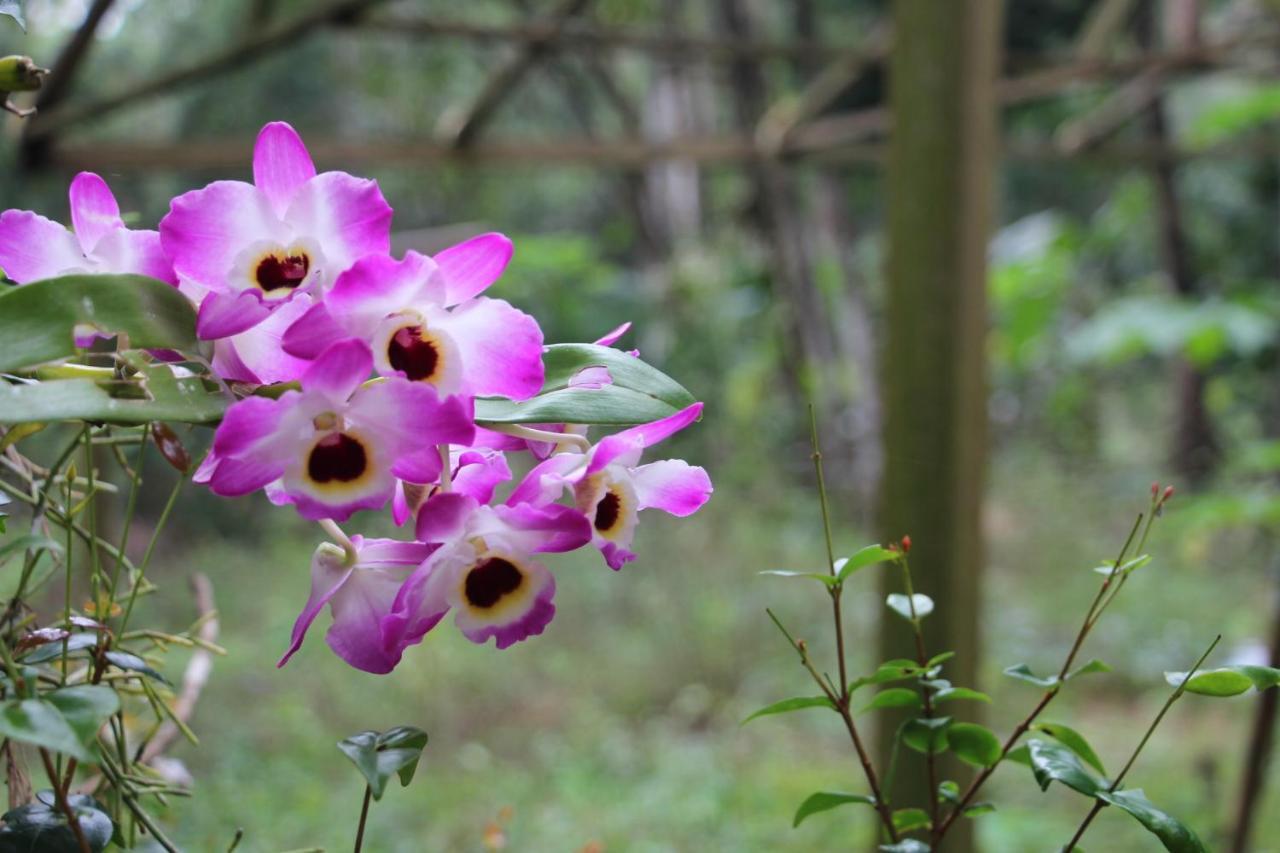 Sitio Das Bromelias Cachoeira Do Tombador Ubatuba Eksteriør bilde