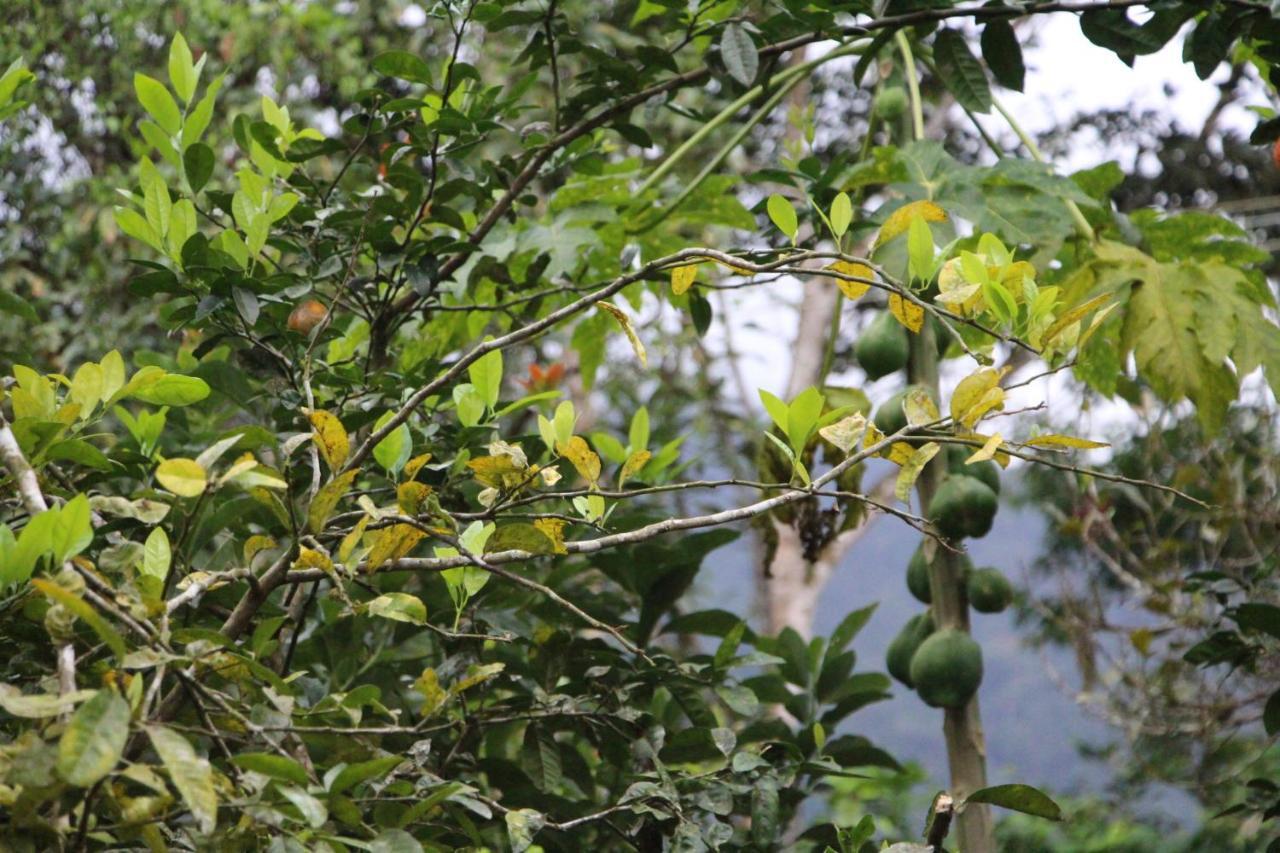 Sitio Das Bromelias Cachoeira Do Tombador Ubatuba Eksteriør bilde